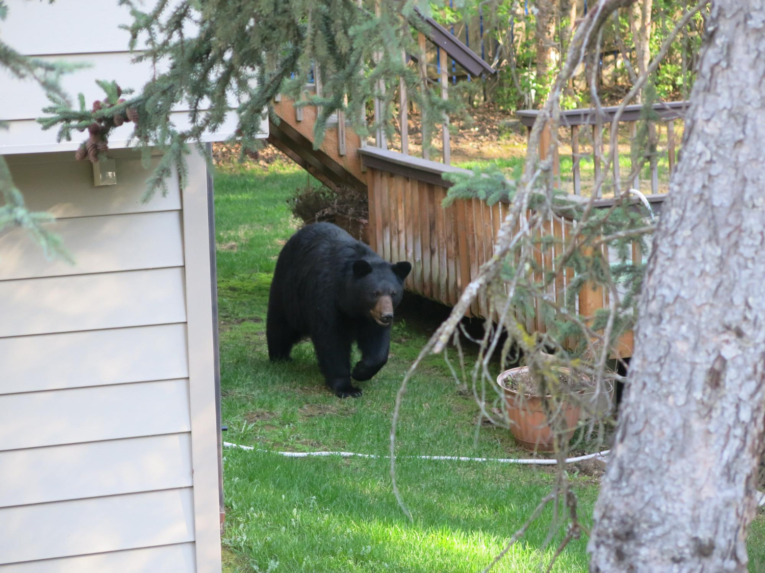 Black bear in backyard