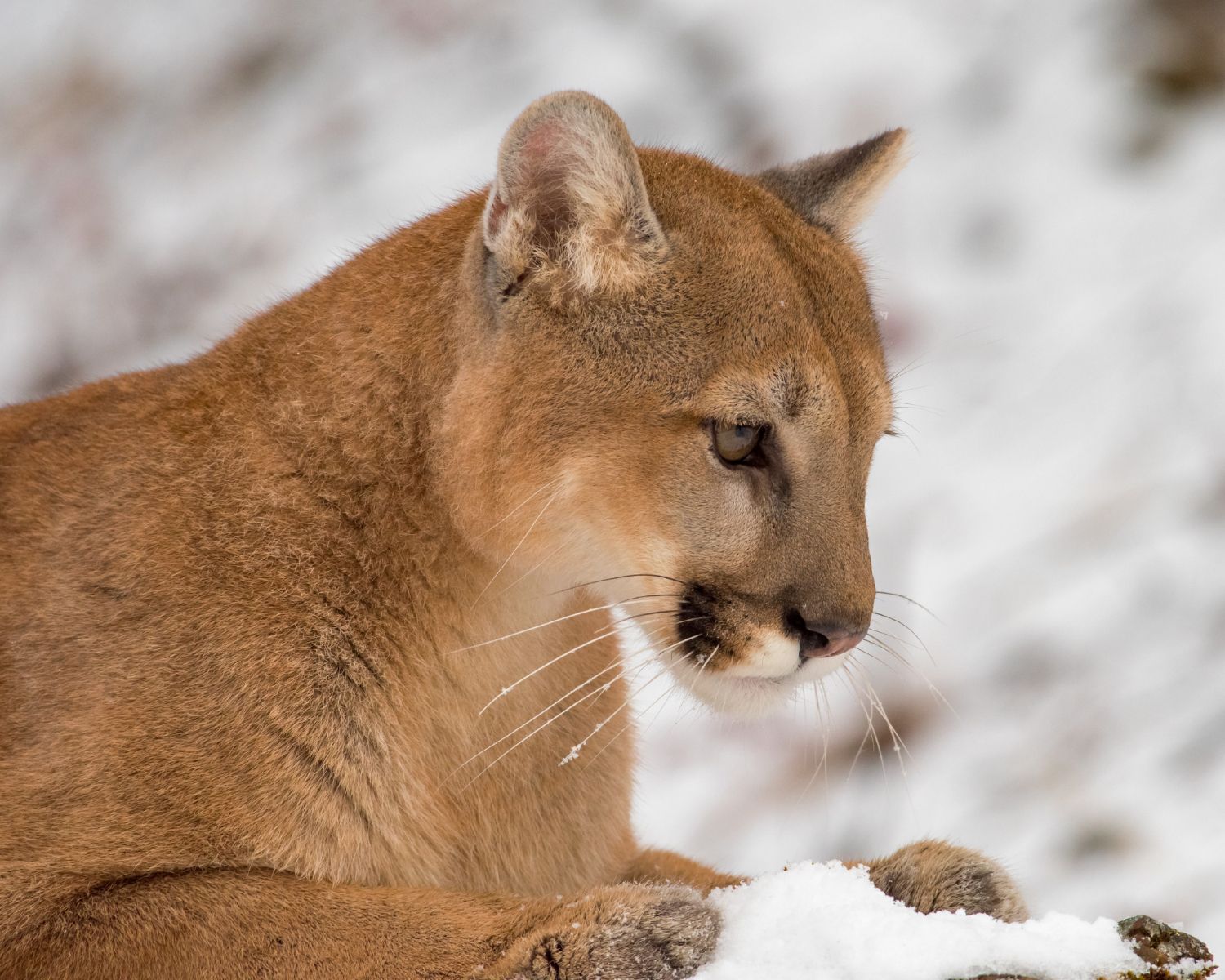 Mountain Lion