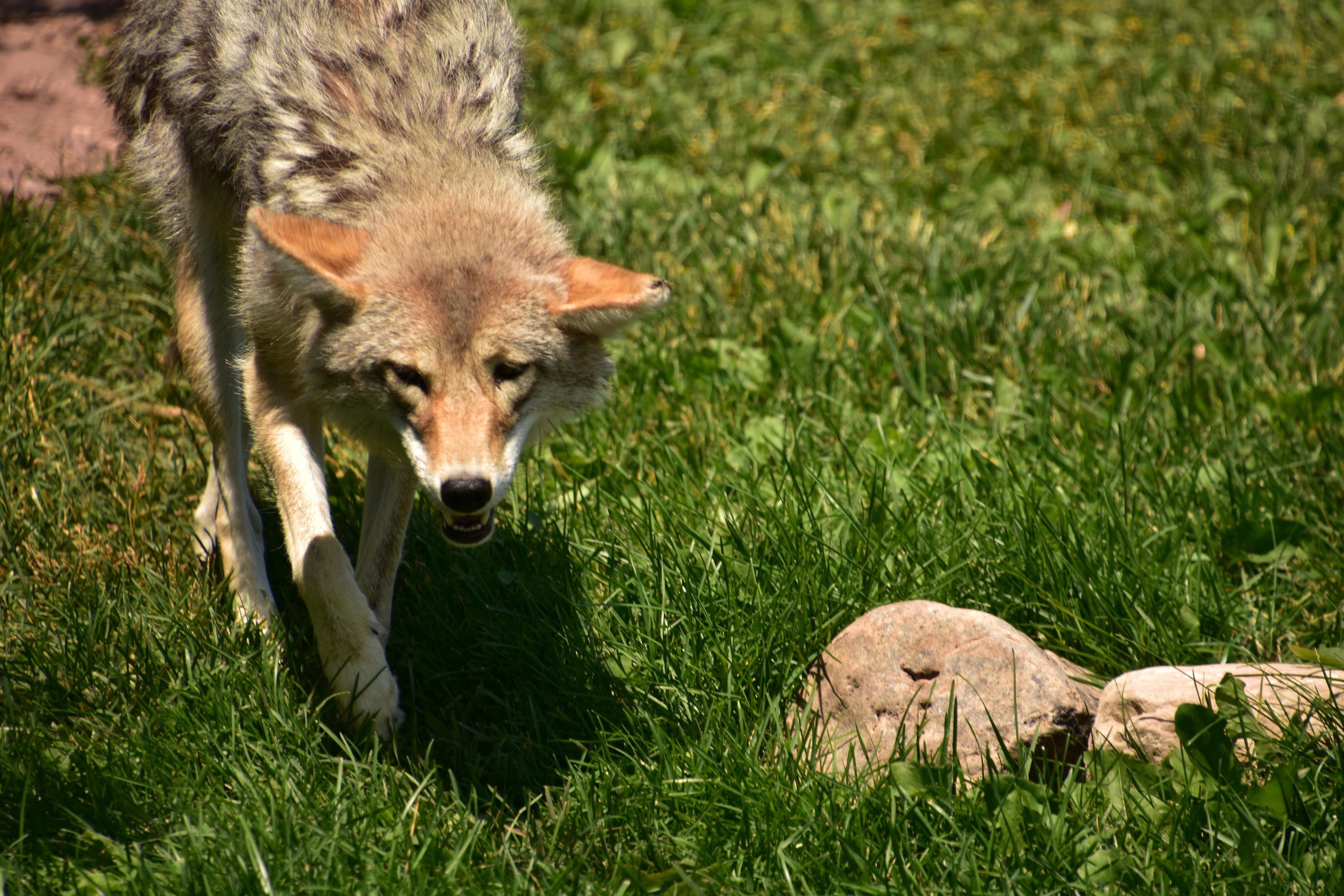 A coyote with a keen gaze walks cautiously on sunlit green grass, ears perked forward, conveying alertness and curiosity near a couple of rocks.