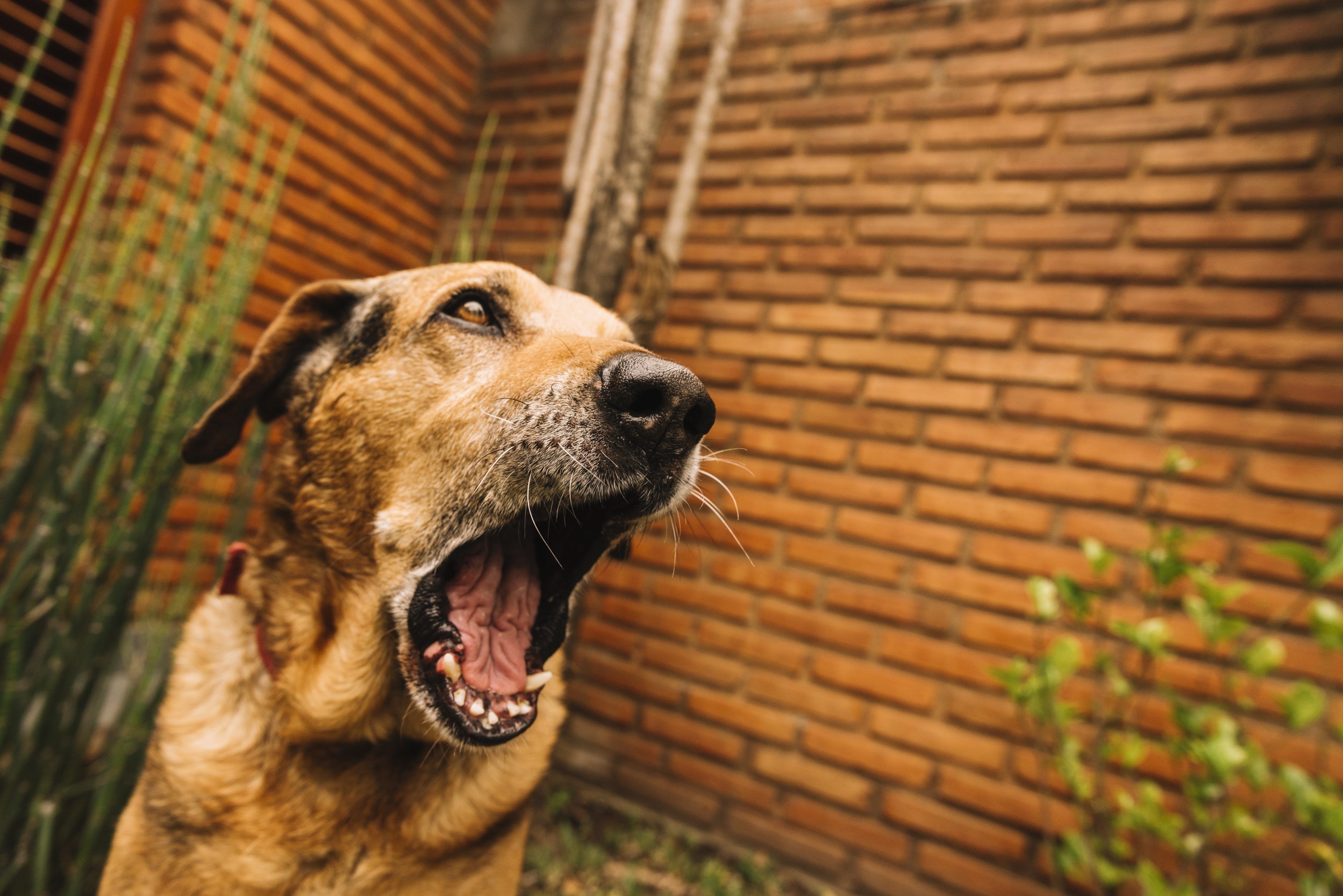 A brown dog yawns widely against a brick wall background, surrounded by green plants. The scene conveys a relaxed, laid-back mood.